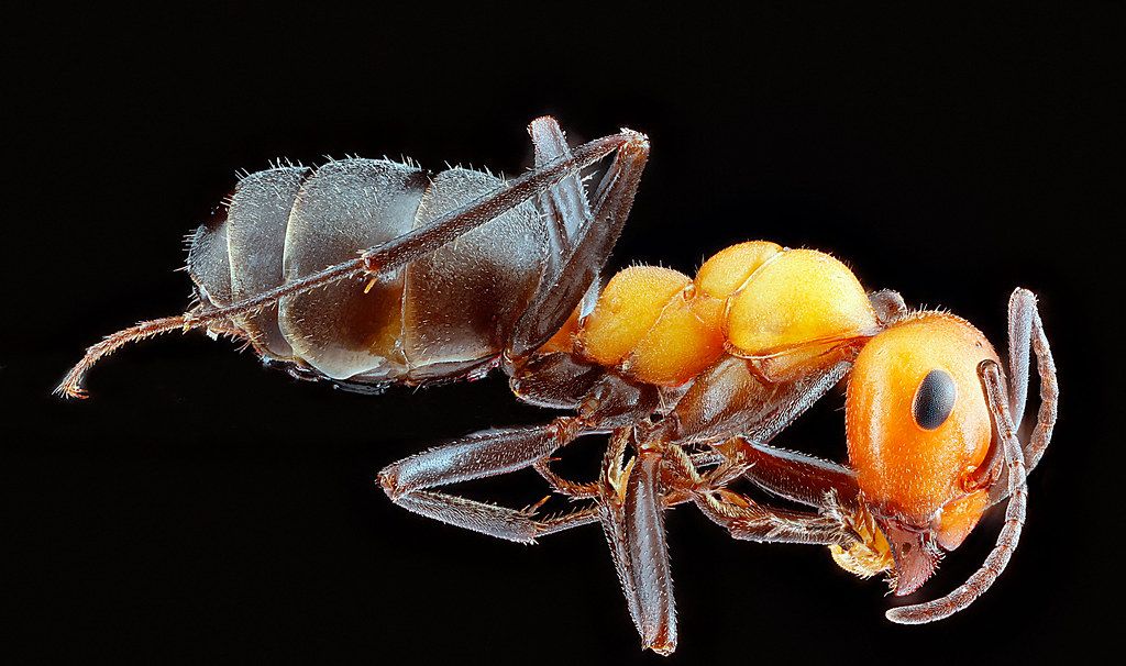 Ant Control service in Bethlehem, PA