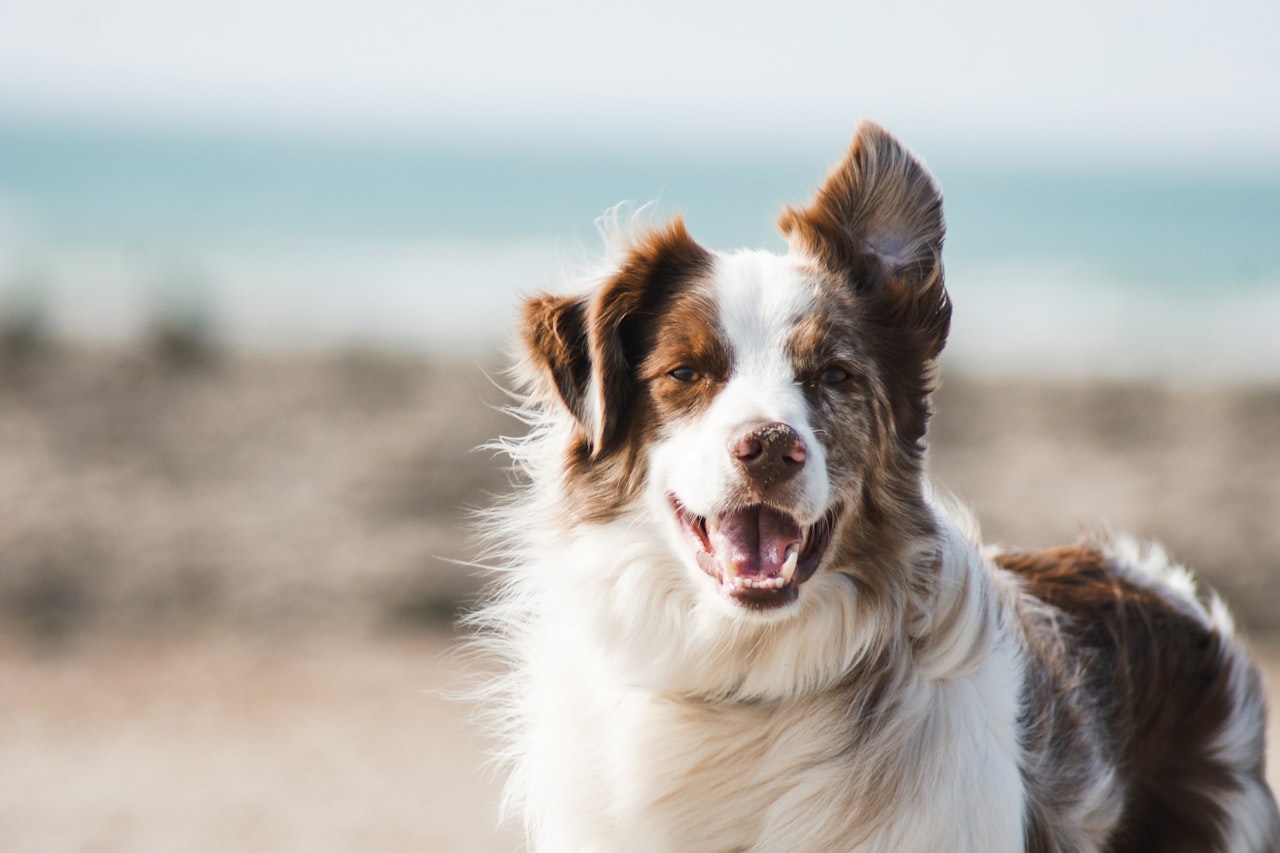 Flea & Tick Control service in Bethlehem, PA