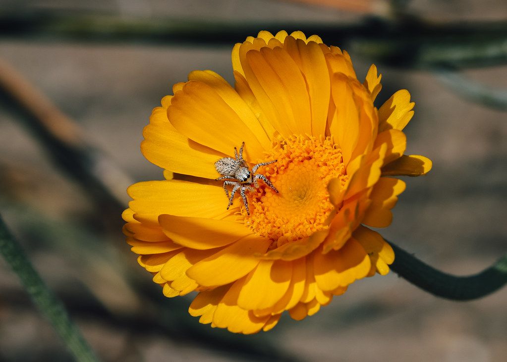 Spider Control service in Bethlehem, PA